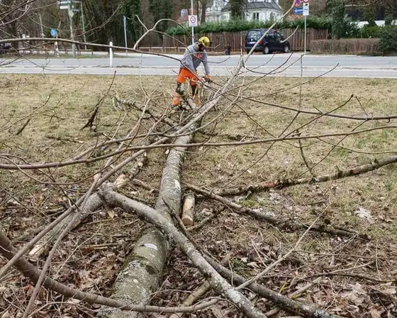 Gefällter Baum wird zerlegt