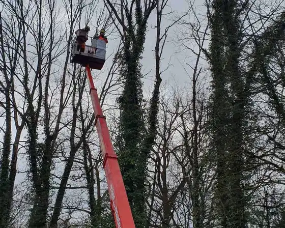 Baumpflege vom Hubsteiger im Winter