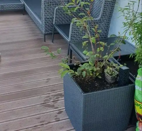 Bepflanzte Kübel auf einer Dachterrasse
