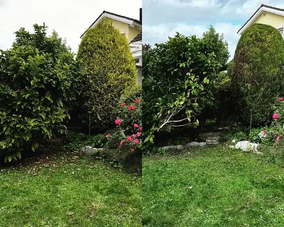 Sträucher und Rosen am Haus in Form gebracht