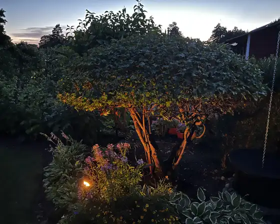 Beleuchteter Baum in einem Garten am Abend