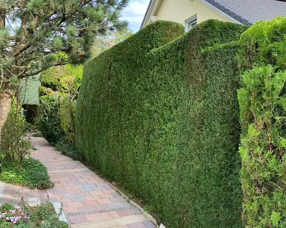 Frisch geschnittene Hecke entlang eines Gartenwegs