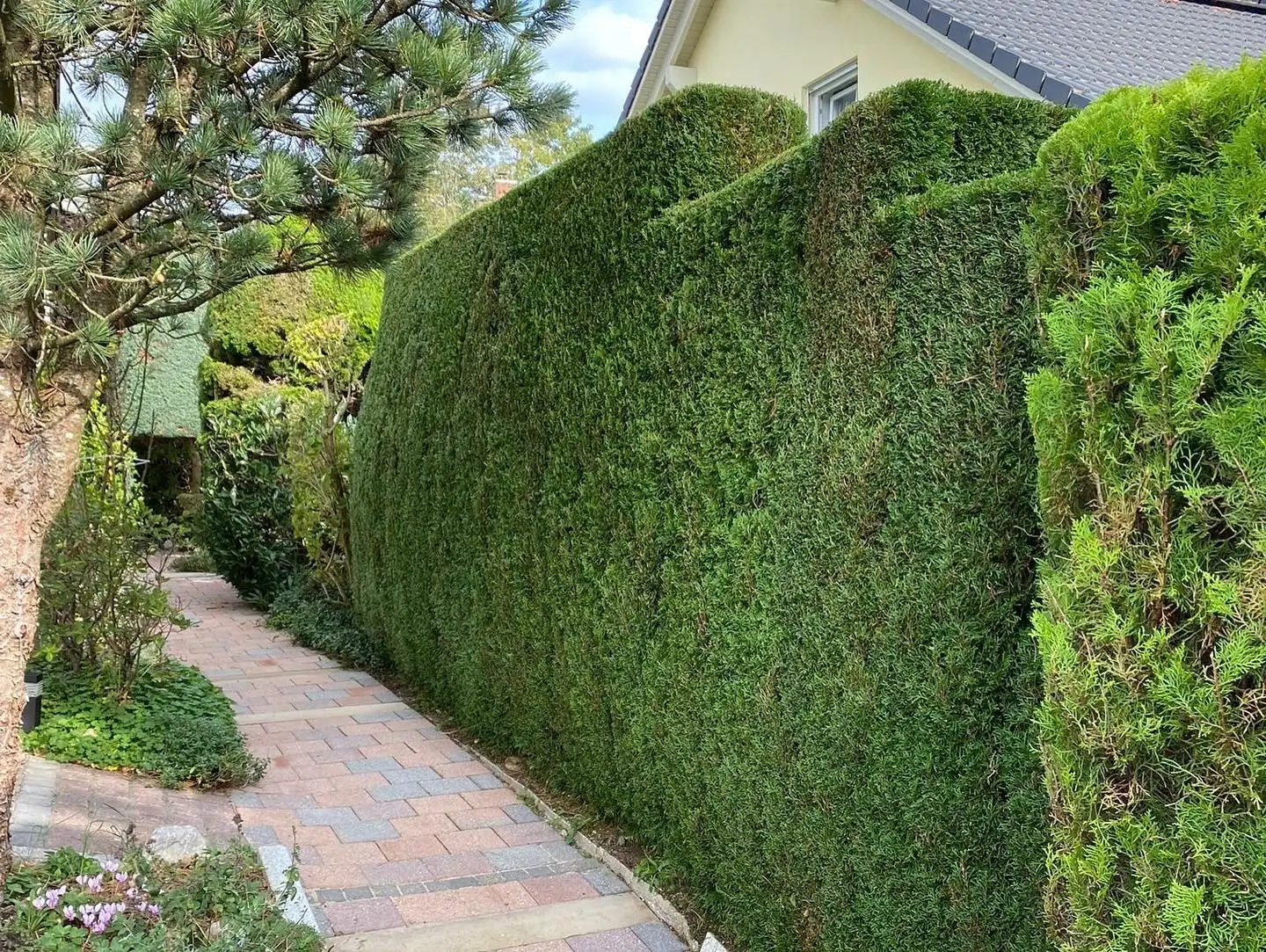 Frisch geschnittene Hecke entlang eines Gartenwegs