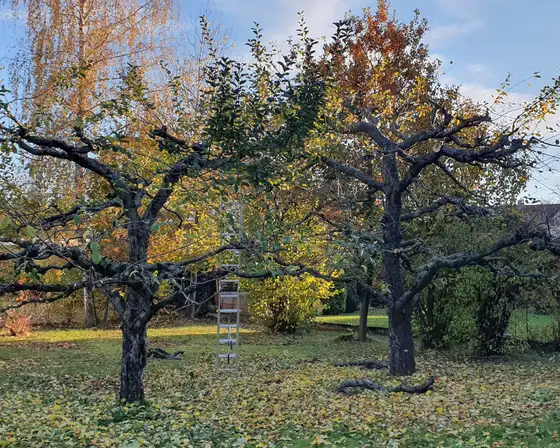 Alte Obstbäume auf einer Wiese im Herbst