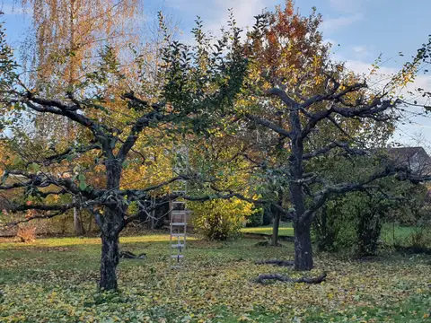 Alte Obstbäume auf einer Wiese im Herbst