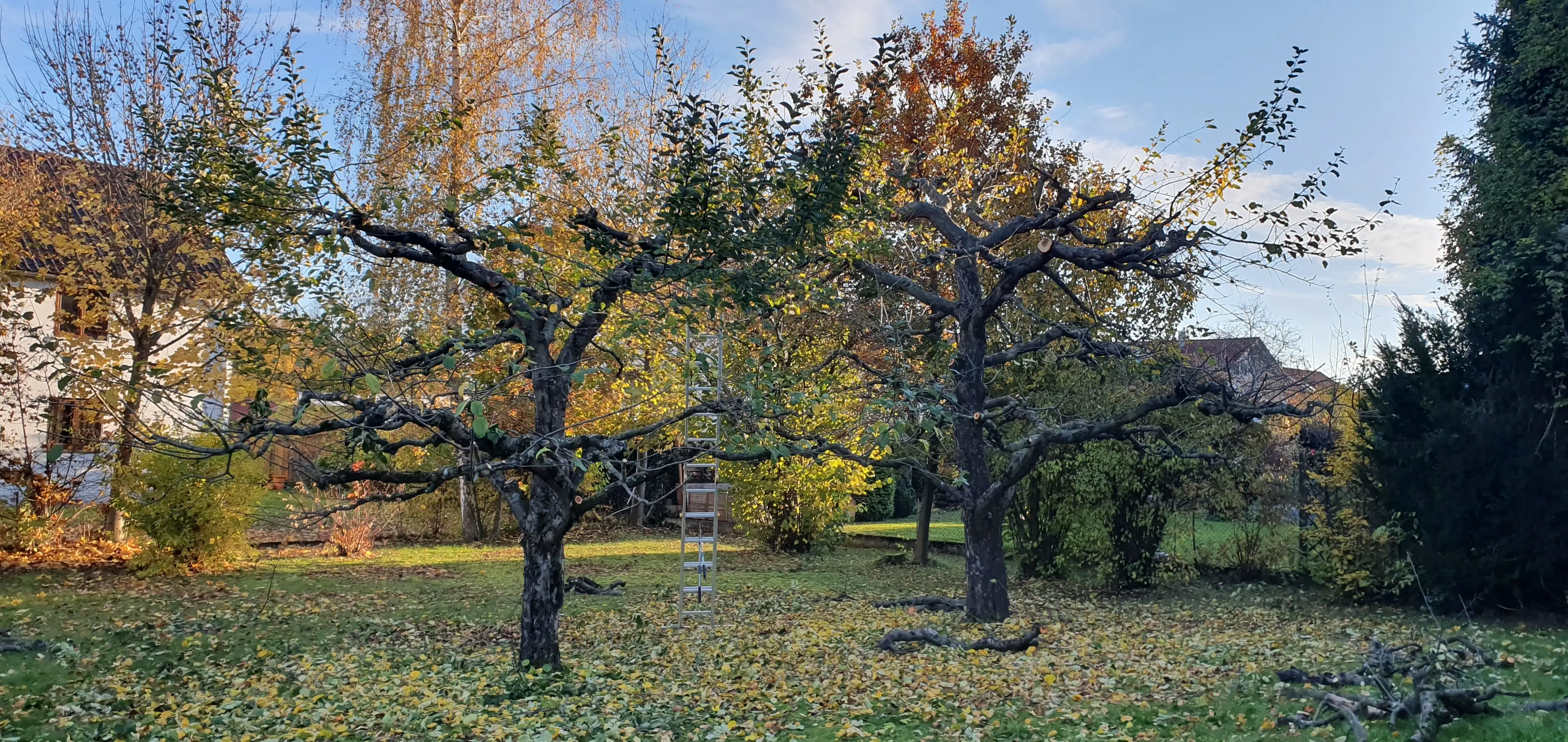 Alte Obstbäume auf einer Wiese im Herbst