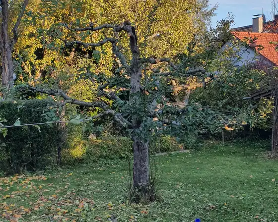 Obstbaum im Herbst nach dem Auslichten