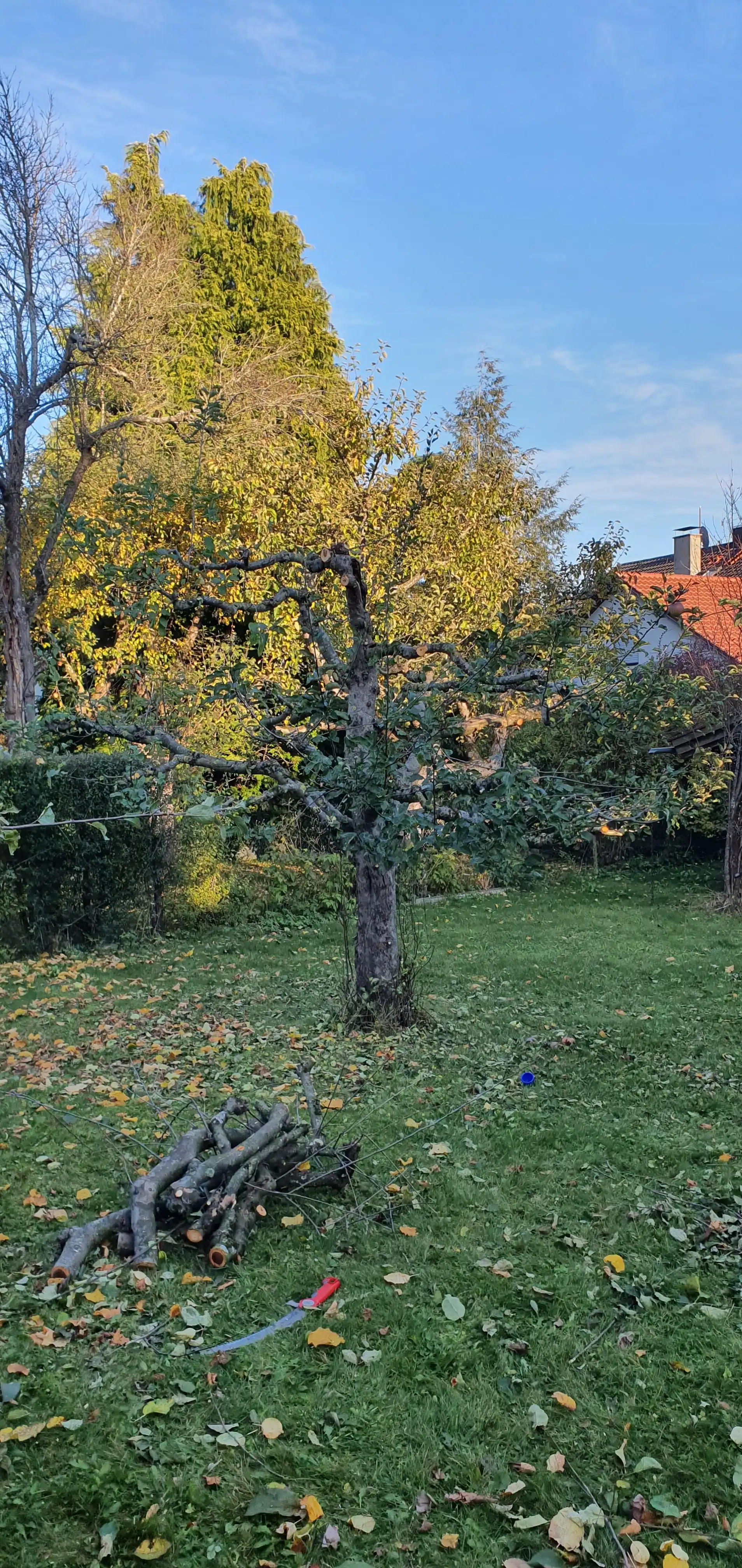 Obstbaum im Herbst