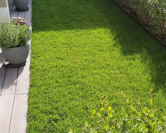 Neu verlegter Rasenstreifen entlang einer Hecke