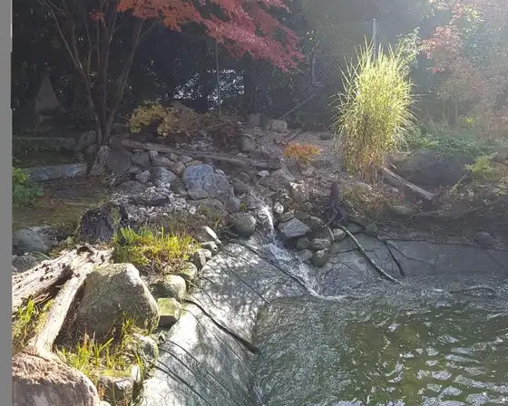 Gartenteich mit Ahorn im Herbst
