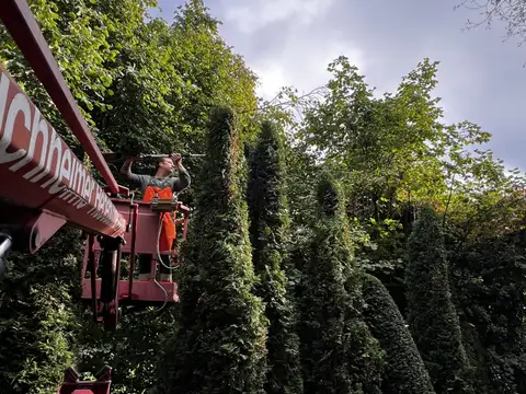Heckenschnitt an einer hohen Thujenhecke