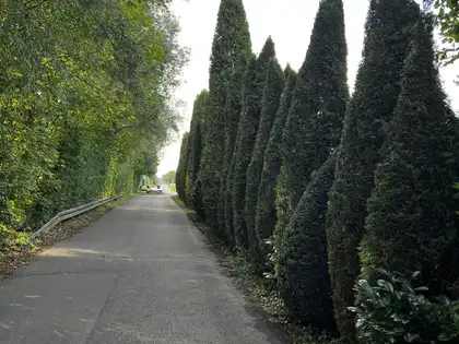 Thujenhecke vor und nach dem Schnitt – nachher